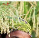 eifirstbangla.com - SiteWarz.com