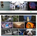 gettyimages.com - SiteWarz.com
